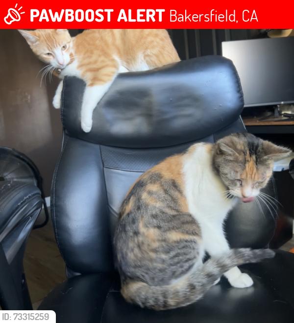 Lost Female Cat last seen Renfro and Jenkins, Bakersfield, CA 93314
