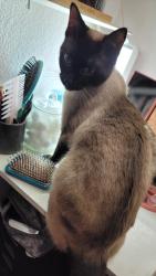 Reunited Female Cat last seen East of Hwy 6 right across the street to the USDA pasture and south of 19th. West of 14 Lincoln school., Mandan, ND 58554