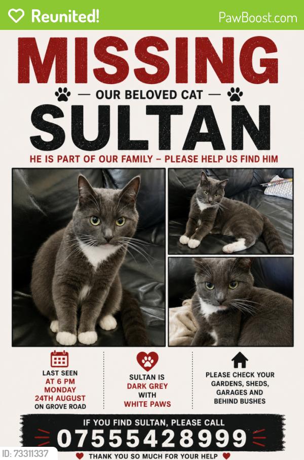 Reunited Male Cat last seen Grove Road, Leicester, Leicester, England LE5 3HG