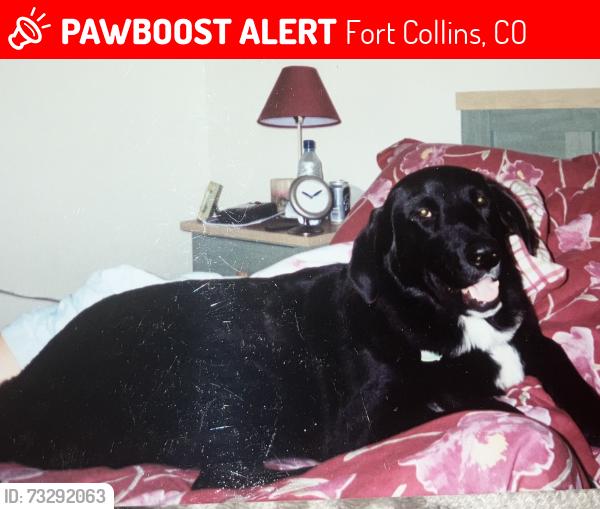 Lost Female Dog last seen Carpenter, Fort Collins, CO 80528