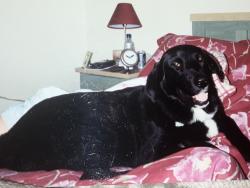 Lost Female Dog last seen Carpenter, Fort Collins, CO 80528