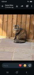 Found/Stray Female Cat last seen Felixstowe road n9, Greater London, England N9 0DJ