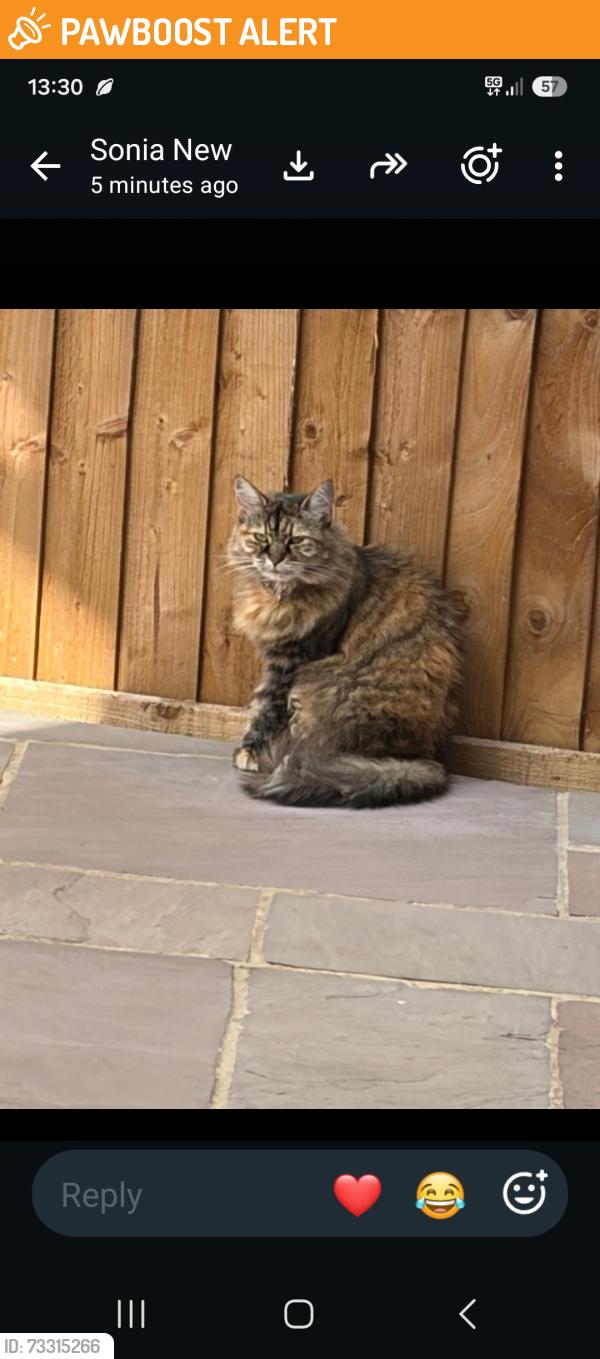 Found/Stray Female Cat last seen Felixstowe road n9, Greater London, England N9 0DJ