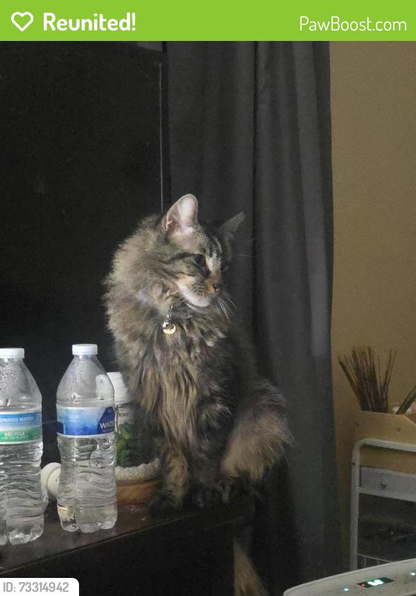 Reunited Male Cat last seen Oakville and parsons, Columbus, OH 43207