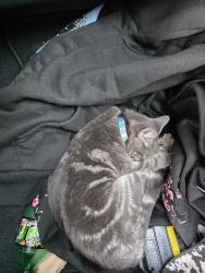 Reunited Female Cat last seen Admiral ways apmt complex, Norfolk, VA 23503