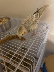 Reunited Male Bird last seen Around the elementary school, Keansburg, NJ 07734