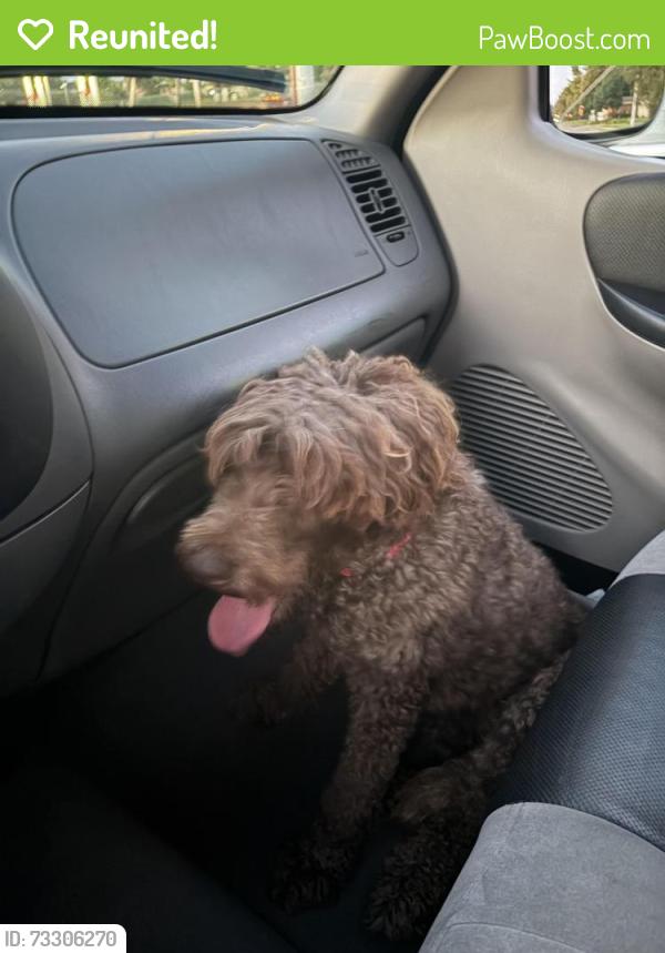 Reunited Unknown Dog last seen 7-11 on Bancroft, Toledo, OH 43606