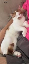 Lost Male Cat last seen Near Morrisons ferry Road, Edinburgh, Scotland 