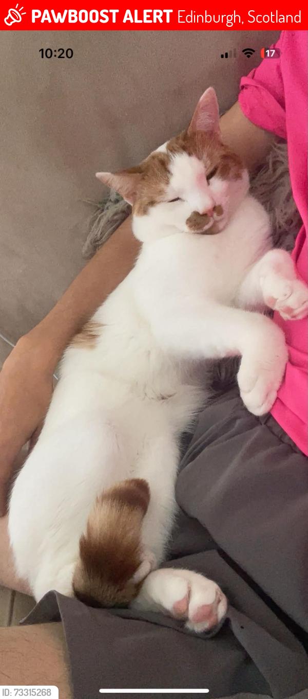 Lost Male Cat last seen Near Morrisons ferry Road, Edinburgh, Scotland 