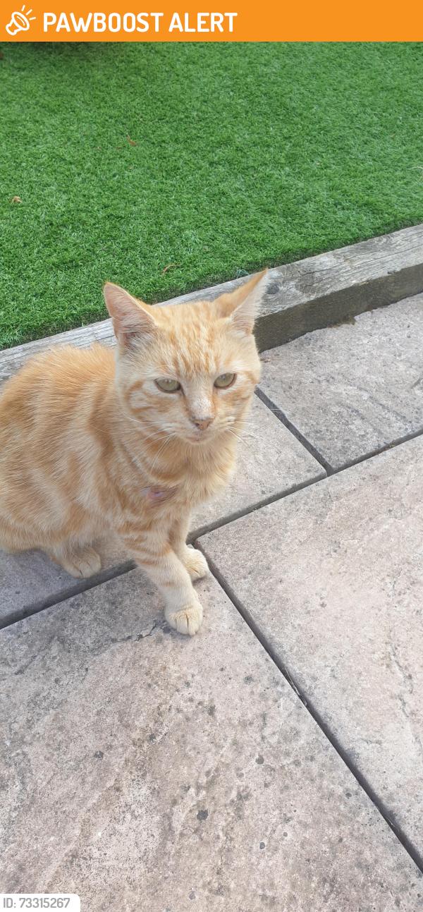 Found/Stray Male Cat last seen Noel Road edgbaston north, West Midlands, England B16 9PS