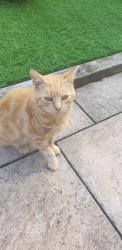 Found/Stray Male Cat last seen Noel Road edgbaston north, West Midlands, England B16 9PS