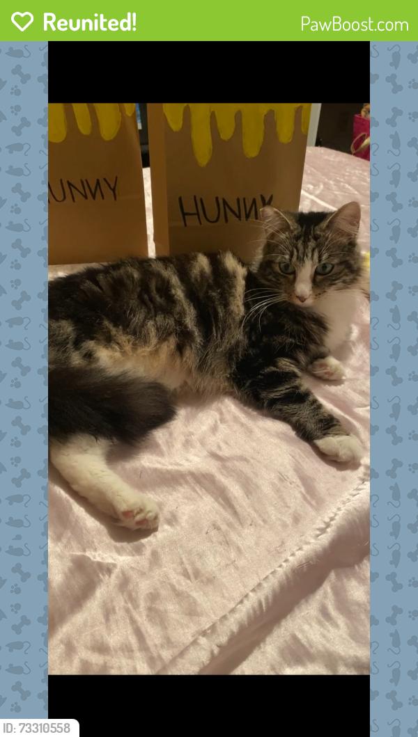 Reunited Female Cat last seen C street, Reedley, CA 93654