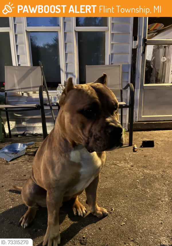 Found/Stray Male Dog last seen Clement and highfield, Flint Township, MI 48504