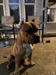 Found/Stray Male Dog last seen Clement and highfield, Flint Township, MI 48504