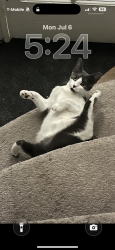 Lost Male Cat last seen Lexington and Ashland, Buffalo, NY 14222