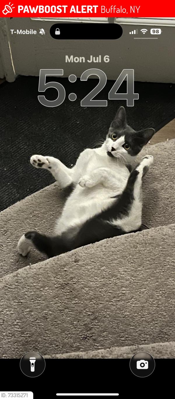 Lost Male Cat last seen Lexington and Ashland, Buffalo, NY 14222