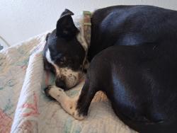 Lost Female Dog last seen Off 19th Avenue, Phoenix, AZ 85021