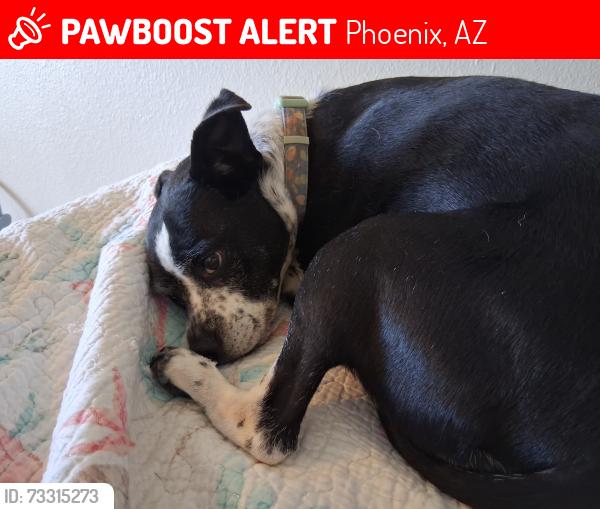 Lost Female Dog last seen Off 19th Avenue, Phoenix, AZ 85021