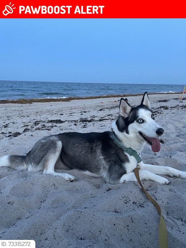 Lost Female Dog last seen Near south E st, Lake Worth Beach, FL 33460
