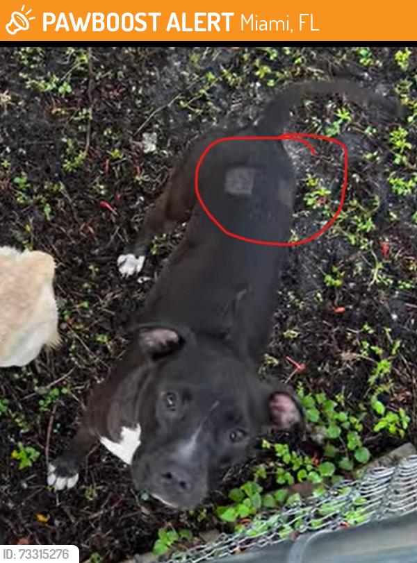 Found/Stray Female Dog last seen Near SW 177th Ave Miami, FL 33187, Miami, FL 33187