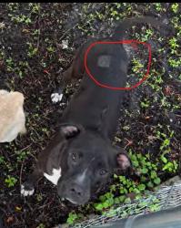 Found/Stray Female Dog last seen Near SW 177th Ave Miami, FL 33187, Miami, FL 33187