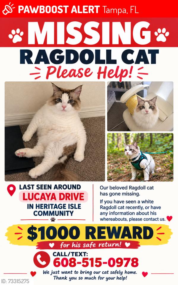 Lost Male Cat last seen Heritage Isles, Tampa, FL 33647