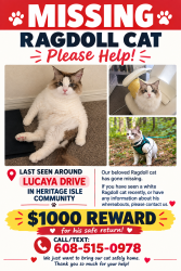 Lost Male Cat last seen Heritage Isles, Tampa, FL 33647