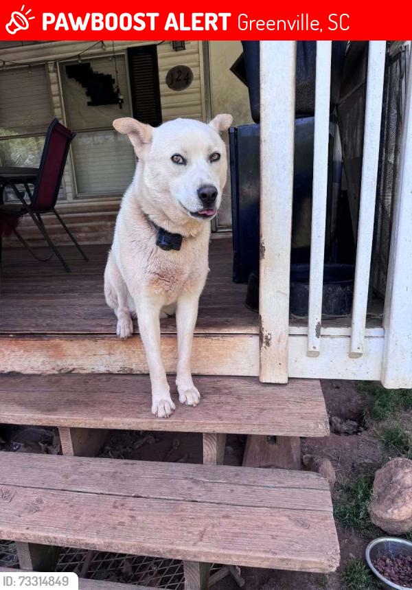 Lost Male Dog last seen Haywood mall park lot, Greenville, SC 29607
