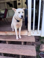 Lost Male Dog last seen Haywood mall park lot, Greenville, SC 29607