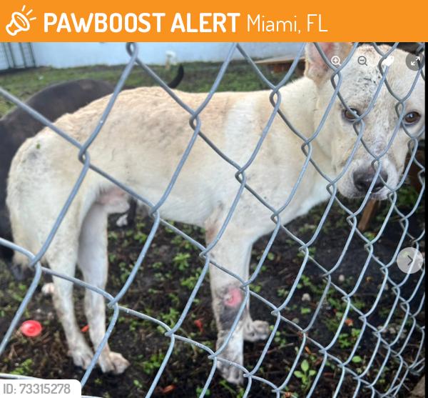 Found/Stray Male Dog last seen Near SW 177th Ave Miami, FL 33187, Miami, FL 33187