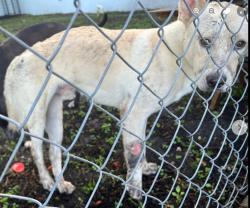 Found/Stray Male Dog last seen Near SW 177th Ave Miami, FL 33187, Miami, FL 33187
