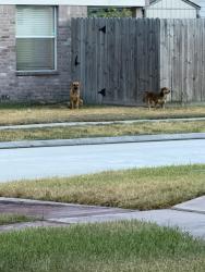 Found/Stray Unknown Dog last seen Sunset Breeze, Sunset Ridge, Atascocita, TX 77396