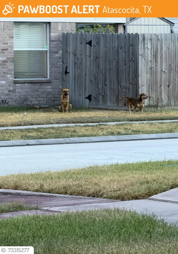 Found/Stray Unknown Dog last seen Sunset Breeze, Sunset Ridge, Atascocita, TX 77396