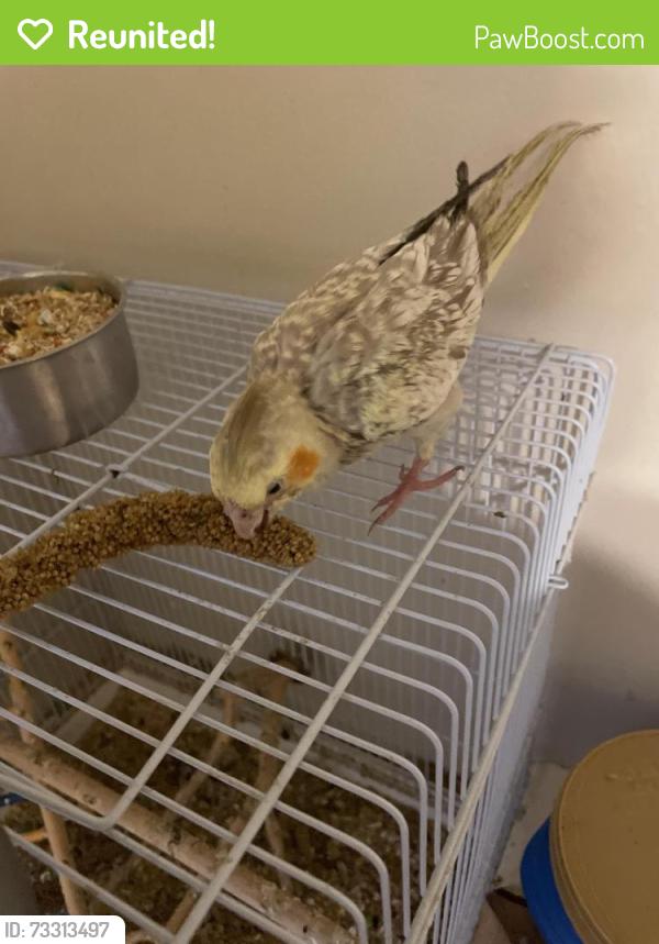 Reunited Male Bird last seen Around the elementary school, Keansburg, NJ 07734