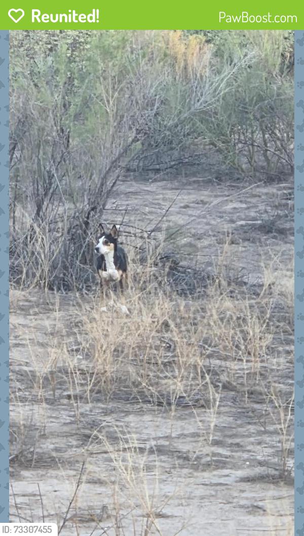 Reunited Unknown Dog last seen The loop - the wash between swan and craycroft, Tucson, AZ 85712