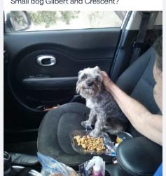 Reunited Unknown Dog last seen Crescent and Gilbert St, Anaheim, CA 92801