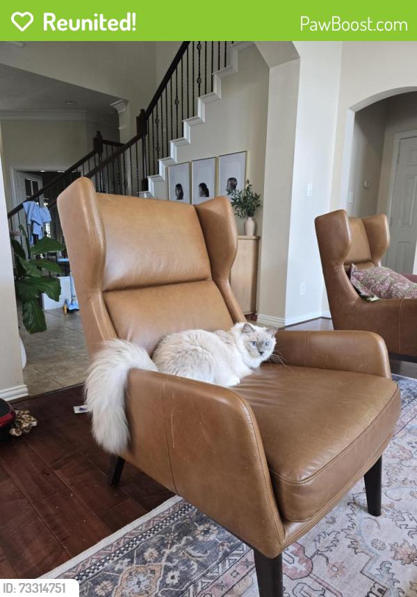 Reunited Male Cat last seen S.austin shore and Johns Purchase, Cypress, TX 77433
