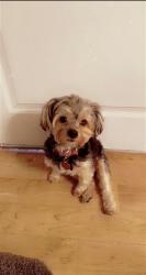 Reunited Male Dog last seen Elysian homes at cadence, Henderson, NV 89015