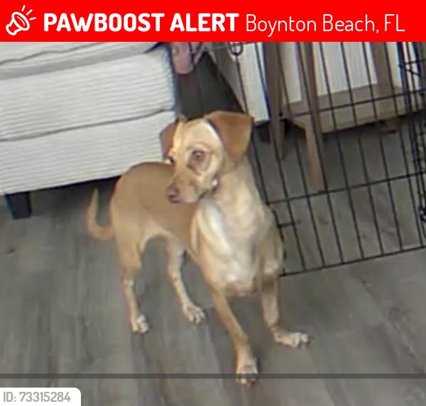 Lost Female Dog last seen Lawrence and Gateway- Citrus Cove Elementary, Boynton Beach, FL 33436