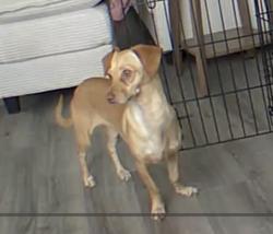 Lost Female Dog last seen Lawrence and Gateway- Citrus Cove Elementary, Boynton Beach, FL 33436