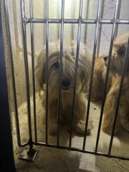 Shelter Stray Unknown Dog last seen Near BLOCK NW 16TH ST, OKLAHOMA CITY OK 73127, 2811 SE 29th St, Oklahoma City, OK 73129, USA