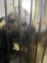 Shelter Stray Female Dog last seen Near BLOCK NW 16TH ST, OKLAHOMA CITY OK 73127, 2811 SE 29th St, Oklahoma City, OK 73129, USA