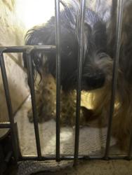 Shelter Stray Male Dog last seen Near BLOCK NW 16TH ST, OKLAHOMA CITY OK 73127, 2811 SE 29th St, Oklahoma City, OK 73129, USA