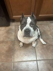 Reunited Female Dog last seen Cottonwood drive Pasadena, Texas, Pasadena, TX 77502
