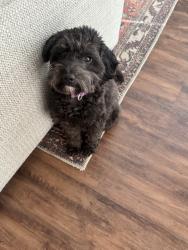 Reunited Female Dog last seen Windy Road and Oslo, Mt. Juliet, TN 37122
