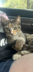 Found/Stray Female Cat last seen The Home Depot, Katy, TX 77494