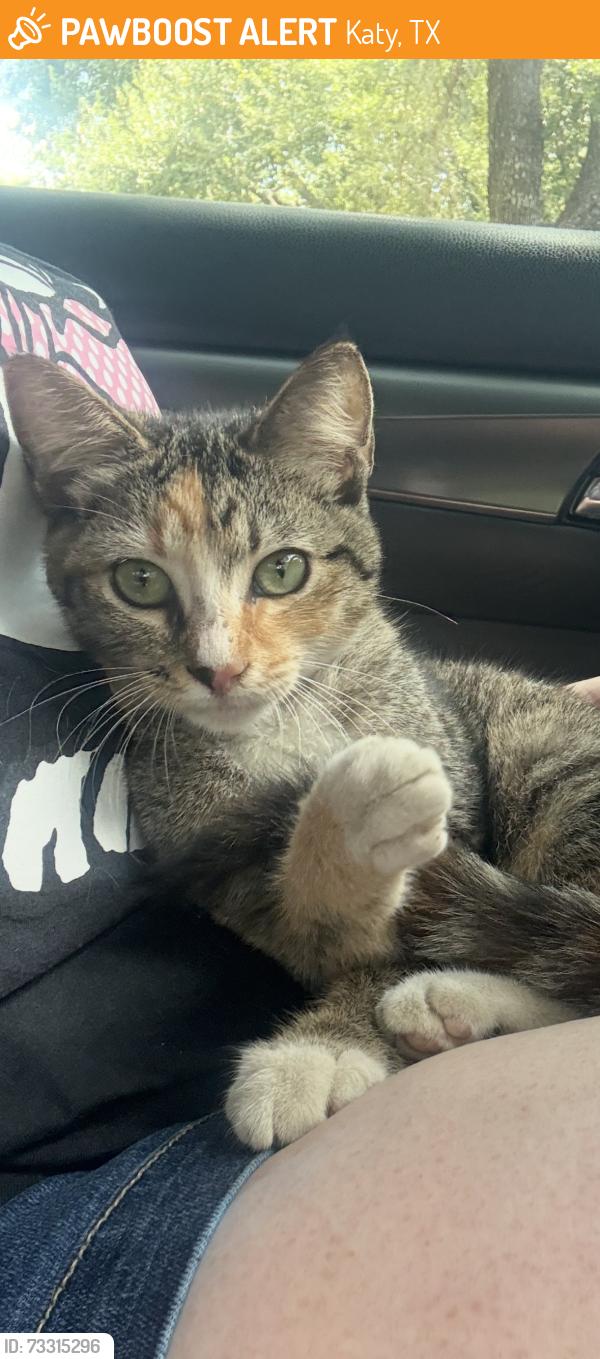 Found/Stray Female Cat last seen The Home Depot, Katy, TX 77494