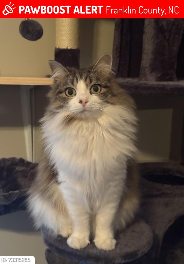 Lost Female Cat last seen Near and rocking chair, Franklin County, NC 27596