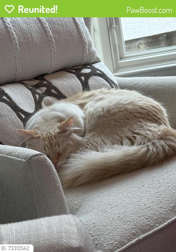 Reunited Male Cat last seen Brentwood, Atlanta, GA 30305