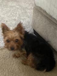 Reunited Male Dog last seen Nandina Ln, McDonough, GA 30253, USA, McDonough, GA 30253